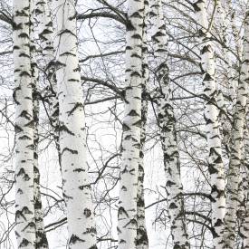 Birch (sweet) essential oil